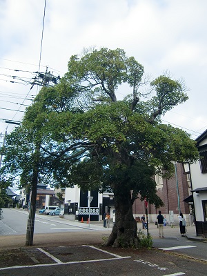 三国湊の内田本家跡のタブノキ