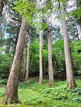 勝山市の平泉寺の御手洗の池の杉木立