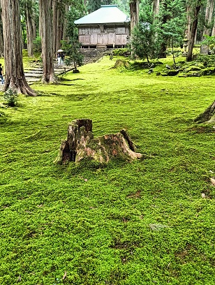 勝山市の平泉寺の深緑の苔