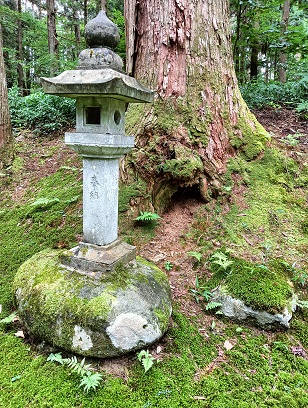 勝山市の平泉寺の石灯籠と杉