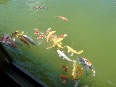 養浩館の鯉