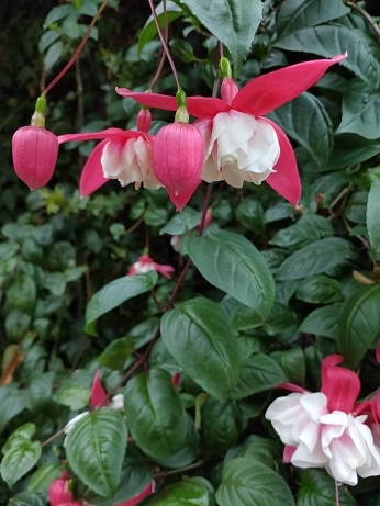 GardensByTheBay_⑩