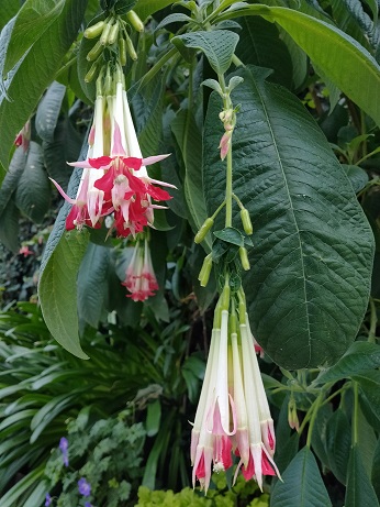 GardensByTheBay_⑫