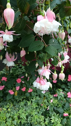 GardensByTheBay_⑬