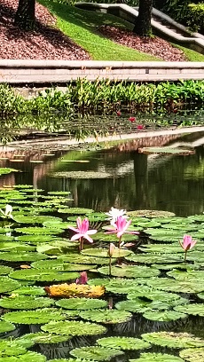 NationalOrchidGarden_④