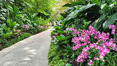 NationalOrchidGarden_⑨
