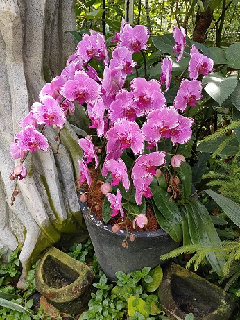 NationalOrchidGarden_⑰