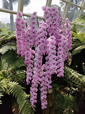 NationalOrchidGarden_⑳