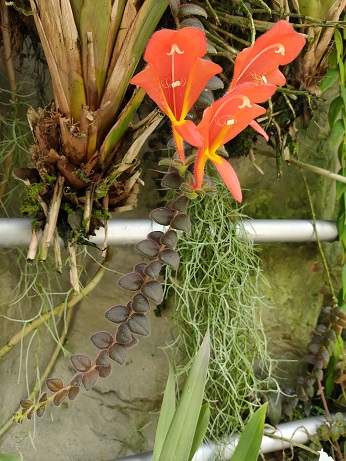 NationalOrchidGarden_㉕