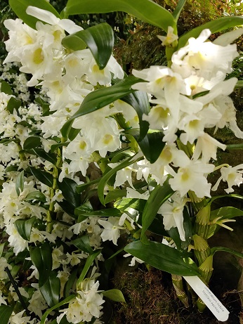 NationalOrchidGarden_㉖