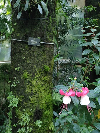NationalOrchidGarden_㉗